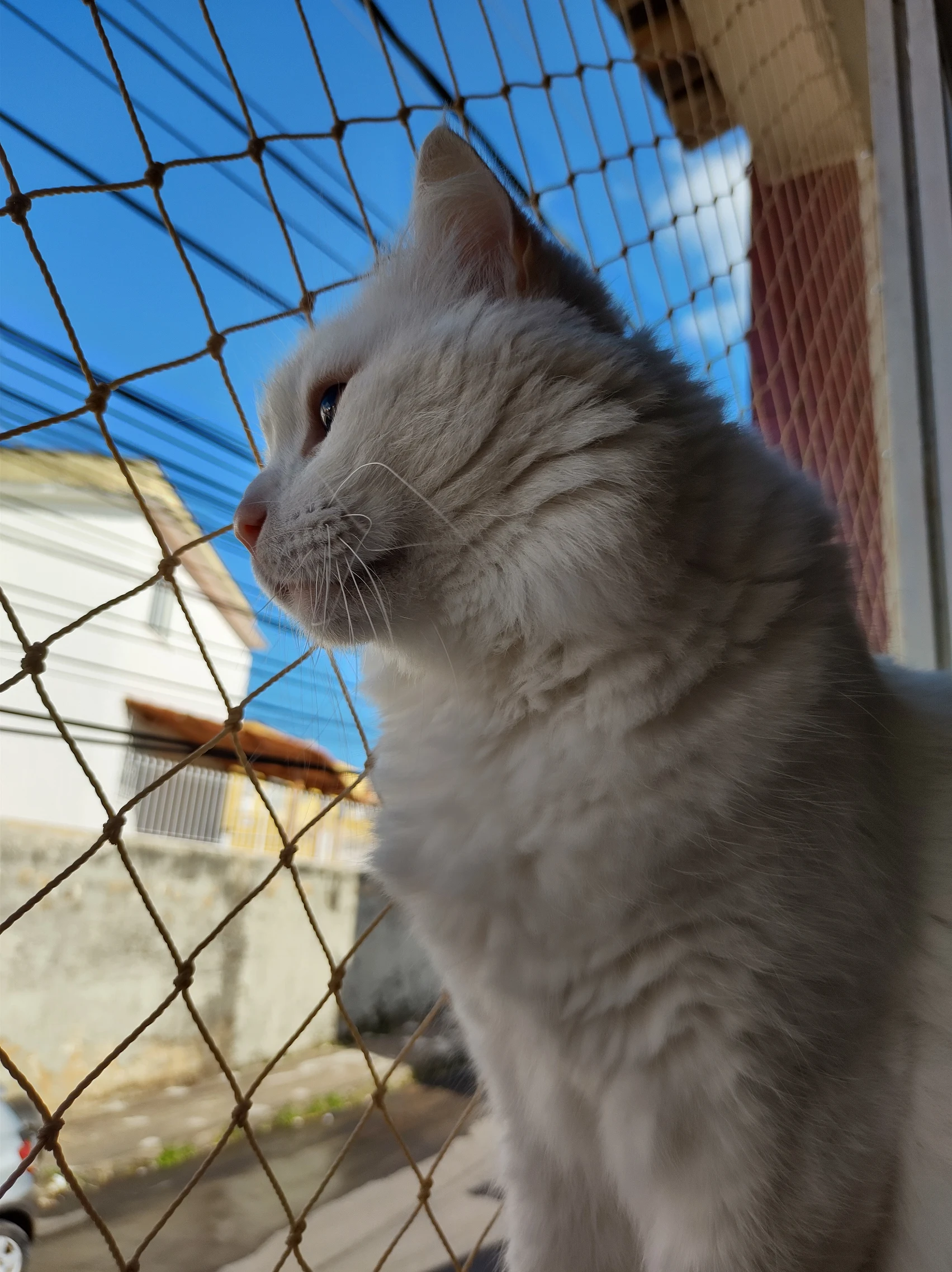 Rede de proteção para pets em janela com cachorro
